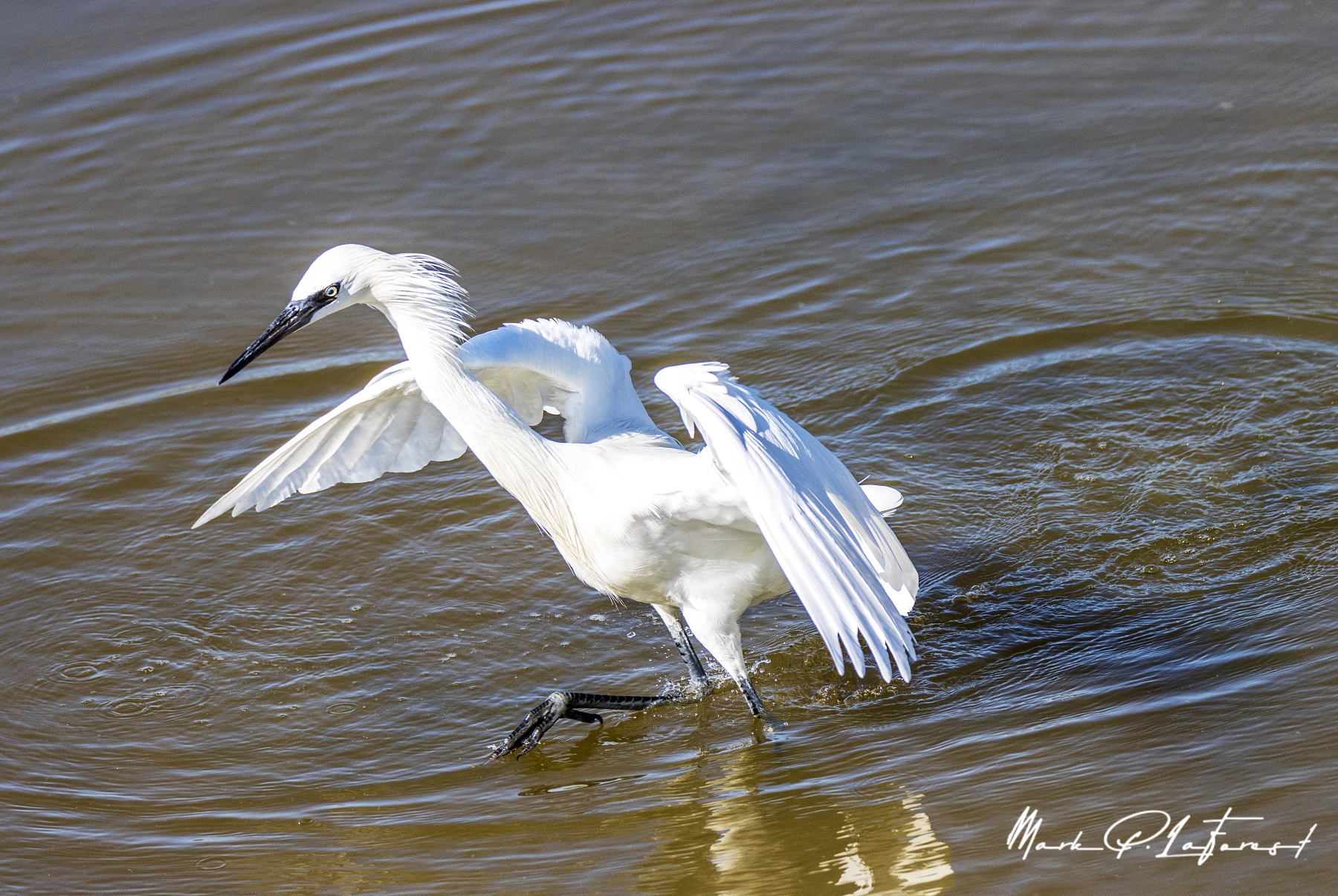 Great White Heron, Aransas National Wildlife Refuge, Texas